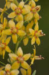 Loomis' yellow loosestrife